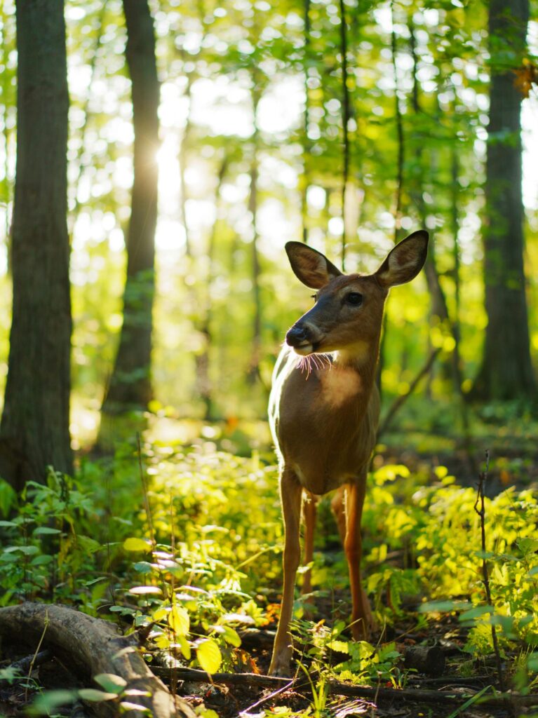 A tranquil scene of a deer standing gracefully in a sunlit forest, showcasing nature's beauty.